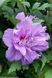 Саджанець гібіскуса Арденс (Ardens) 1,5-річний gba00 фото 1