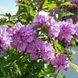 Саджанець гібіскуса Арденс (Ardens) 1,5-річний gba00 фото 3
